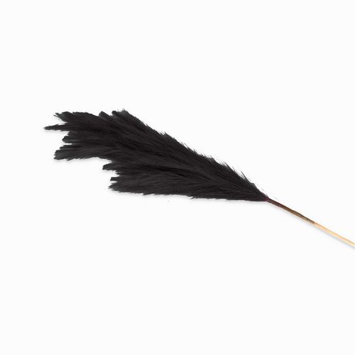 Junco negro
