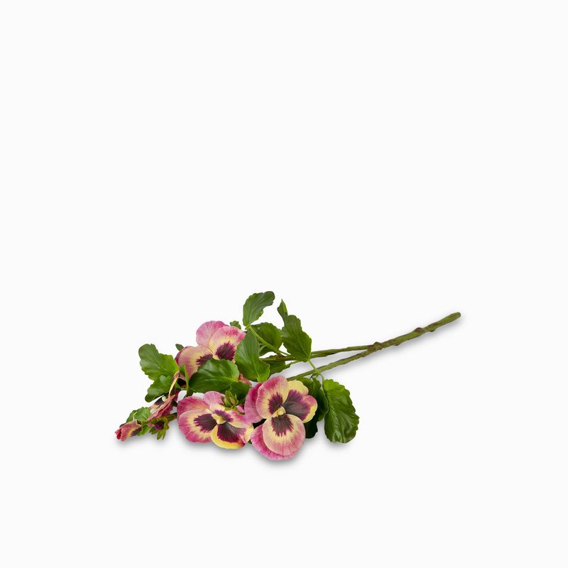 Flor-Viola-rosada-46cm
