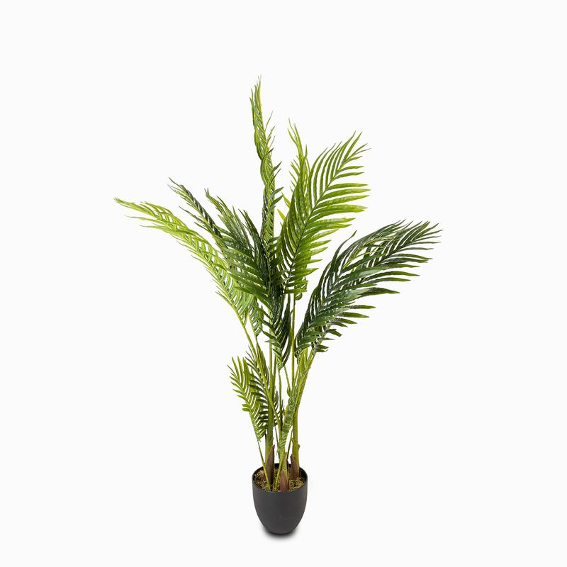 Palma-Areca-120