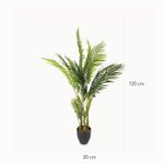 Palma-Areca-120