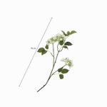 Racimo-hortensia-blanca