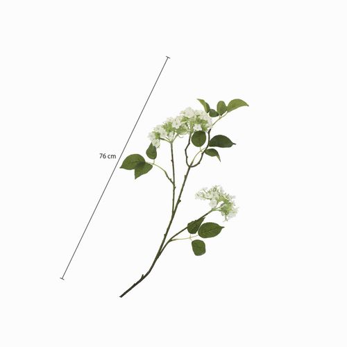 Racimo hortensia blanca