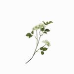 Racimo-hortensia-blanca