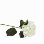 Hortensia-blanca