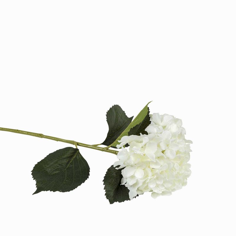 Hortensia-blanca