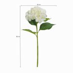 Hortensia-blanca