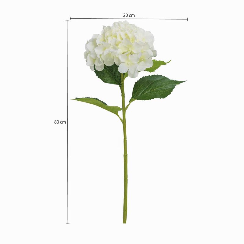 Hortensia-blanca