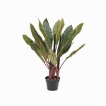 Planta-dracena