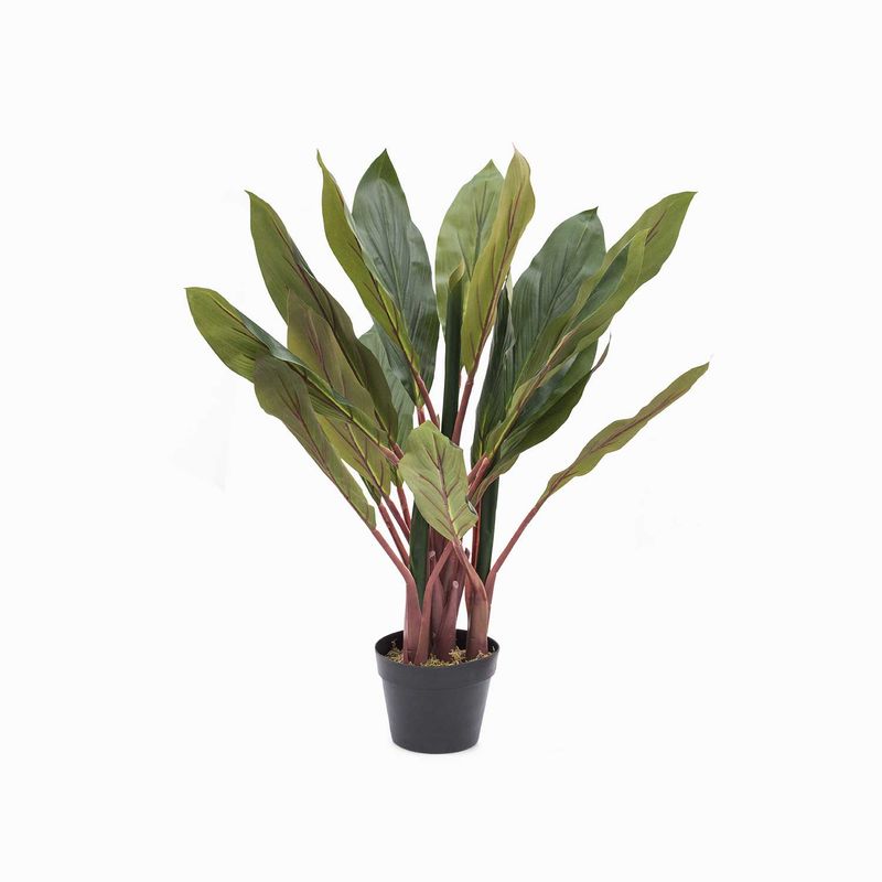 Planta-dracena