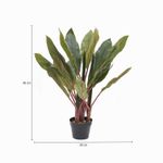 Planta-dracena