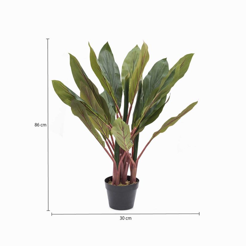 Planta-dracena