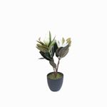 Lirio-magnolia-en-maceta-45-cm