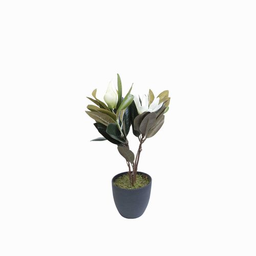 Lirio magnolia en maceta 45 cm