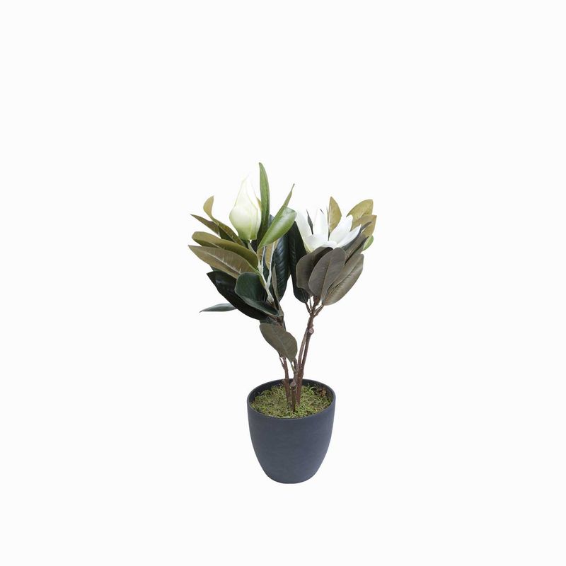 Lirio-magnolia-en-maceta-45-cm