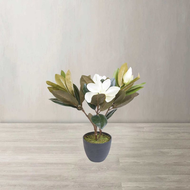 Lirio-magnolia-en-maceta-45-cm
