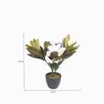 Lirio-magnolia-en-maceta-45-cm
