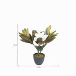 Lirio-magnolia-en-maceta-45-cm