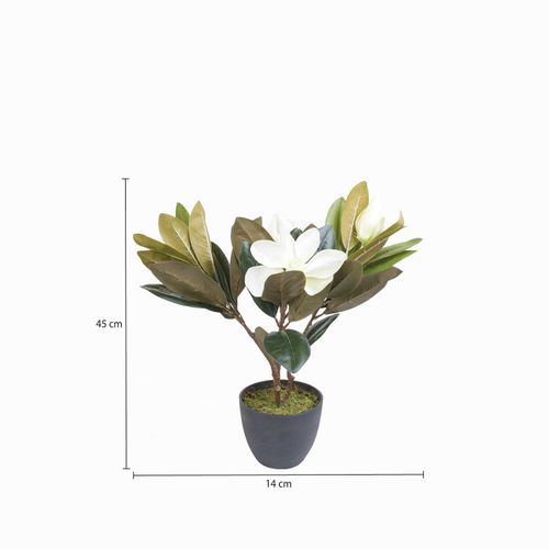 Lirio magnolia en maceta 45 cm