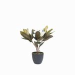 Lirio-magnolia-en-maceta-45-cm