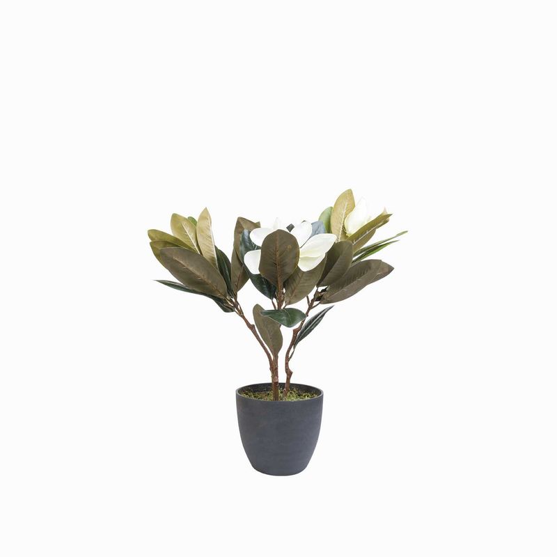 Lirio-magnolia-en-maceta-45-cm