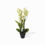 Orquidea-arana-verde