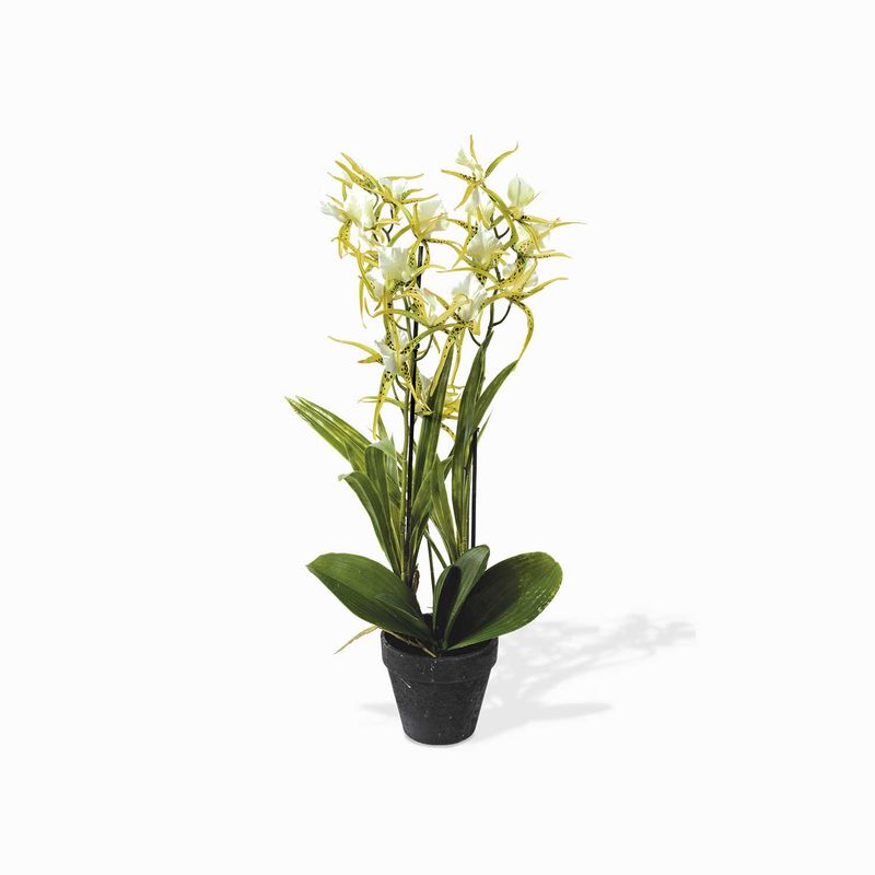 Orquidea-arana-verde