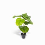 Ficus-sombrilla-50cm