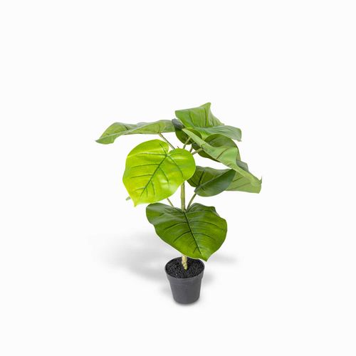 Ficus sombrilla 50cm