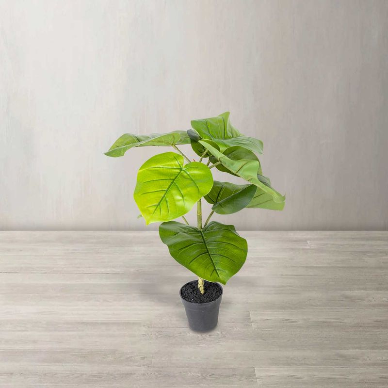 Ficus-sombrilla-50cm