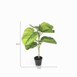 Ficus-sombrilla-50cm