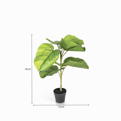 Ficus sombrilla 50cm