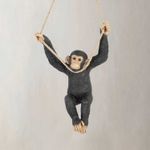 Chimpance-culumpio