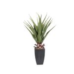 Aloe-75-cm