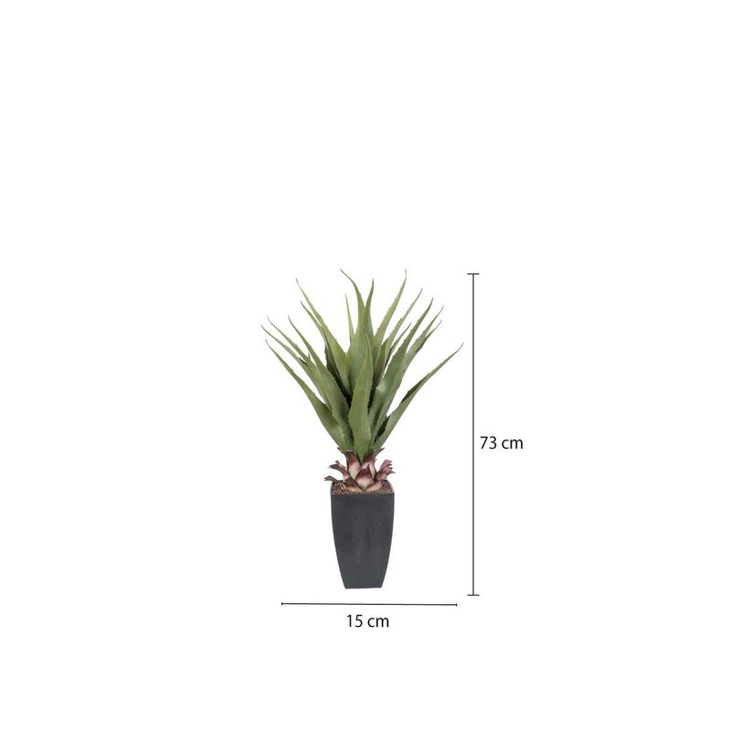 Aloe-75-cm