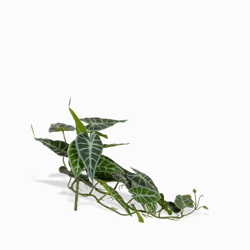 Racimo Caladium
