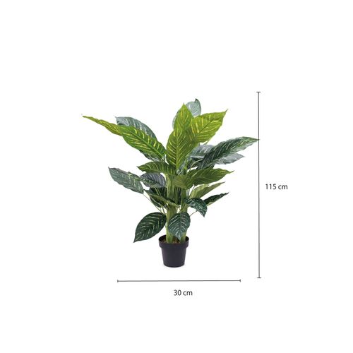 Planta Zebra