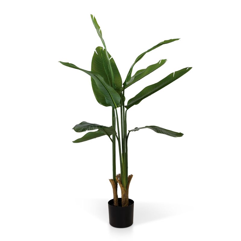Planta-Paraiso-110-cm