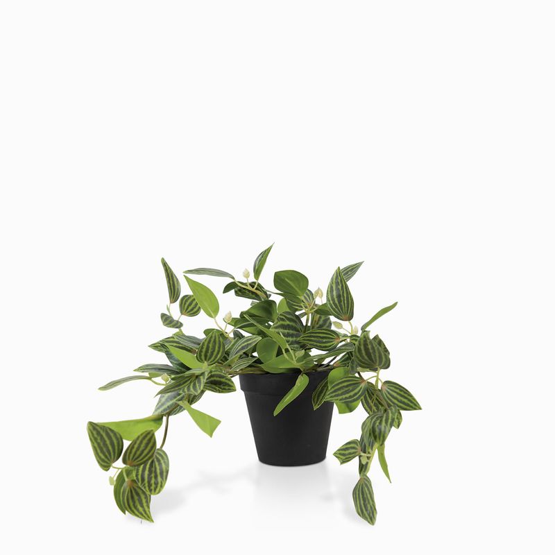 Planta-Cantia-Cebrina