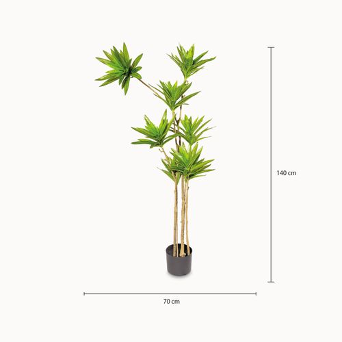 Yuca 140 cm
