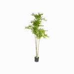 Arbol-uimus-140cm
