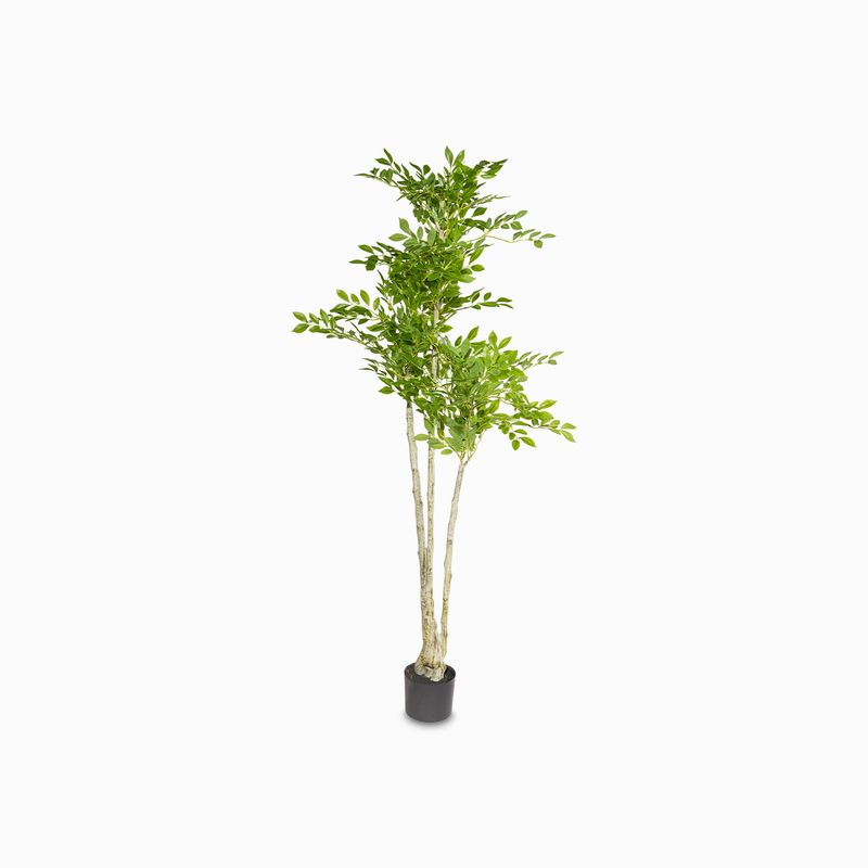 Arbol-uimus-140cm