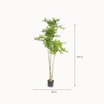 Arbol-uimus-140cm
