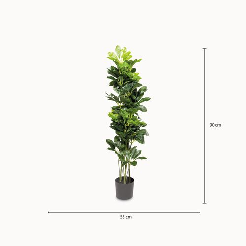 Cheflera 90 cm