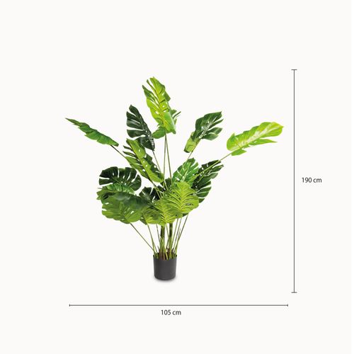 Monstera 165 cm