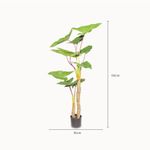 Alocasia-150cm