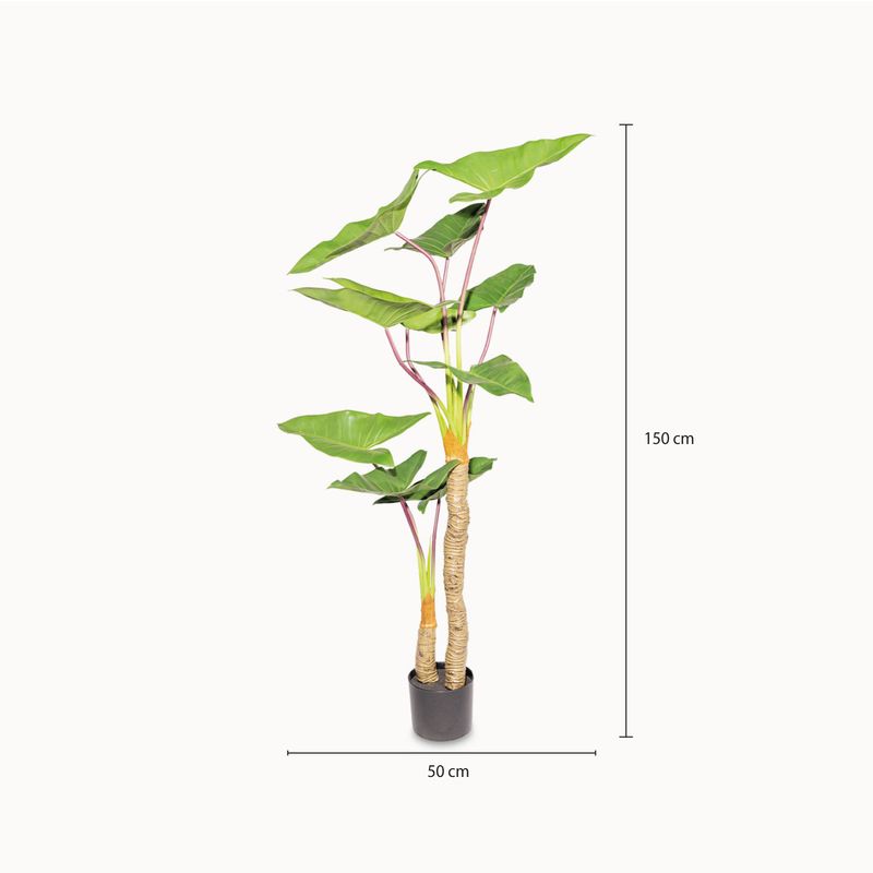 Alocasia-150cm