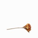 Hortensia-cafe-43cm