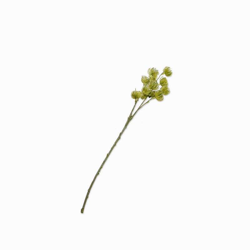 Flor-pino-silvestre-verde