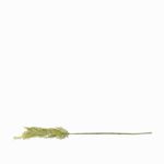 Junco-verde-74cm