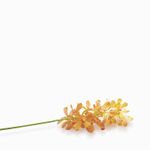 Orquidea-Lava